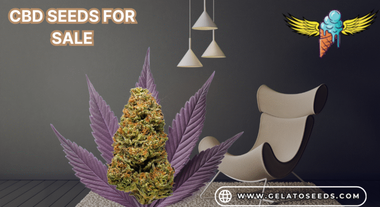 CBD Seeds For Sale