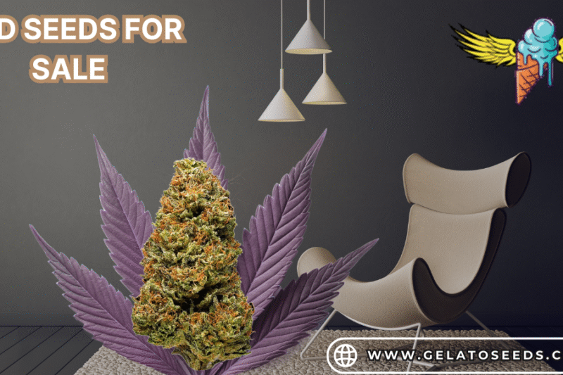 CBD Seeds For Sale: Harlequin Hemp Seeds Guide by Gelato Seeds