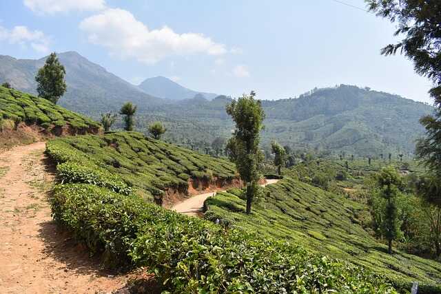 Kerala India Tours – Explore Backwaters, Hills and Culture