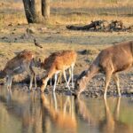 ranthambore tour