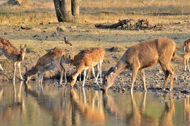Ranthambore Tour – Explore Wildlife Safari and Jungle Adventure