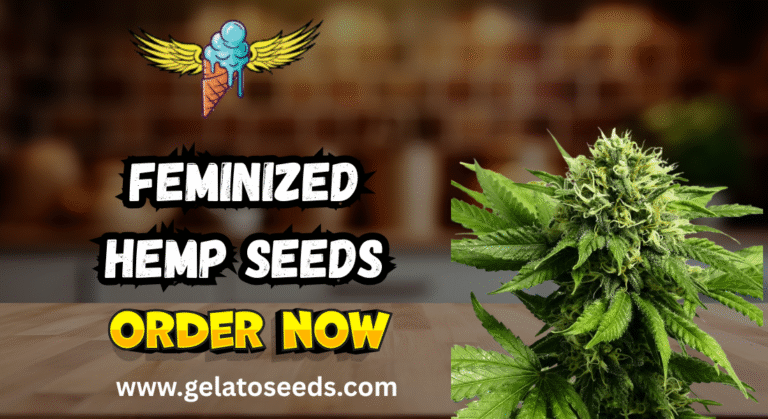 feminized hemp seeds