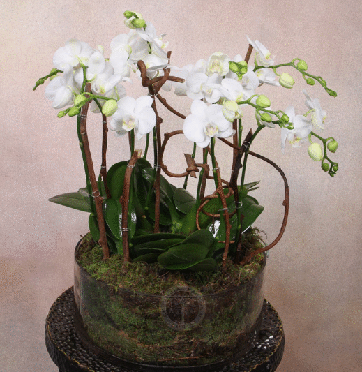 Petals & Posies: Your Guide to Finding Unique Floral Arrangements in West Los Angeles