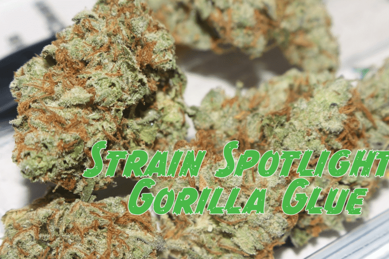 Epic Gorilla Glue Strain Facts: 4 Key Benefits That Changed Cannabis Forever