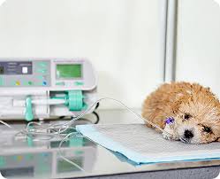 Best Veterinary Therapeutic Equipment Supplier in Canada: A Focus on Intriquip