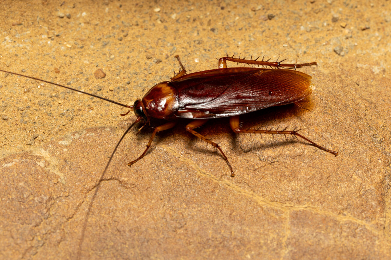 cockroach