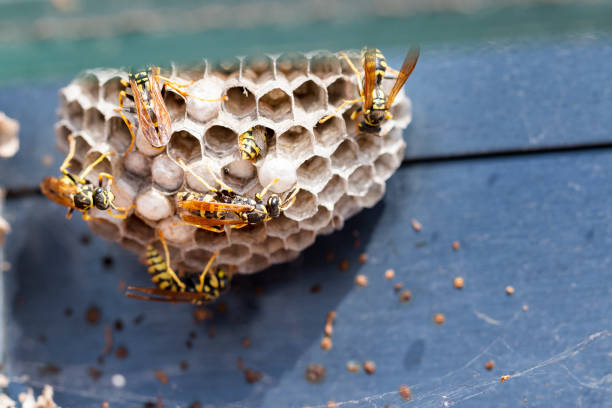 The Gentle Art of Bee and Hive Control