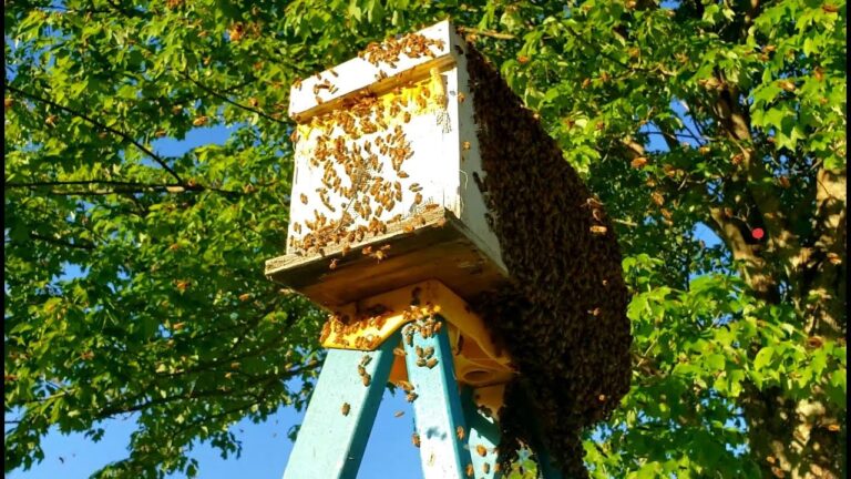 Best Birdhouses That Don’t Attract Bee Colonies Nearby