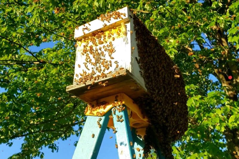 Best Birdhouses That Don’t Attract Bee Colonies Nearby