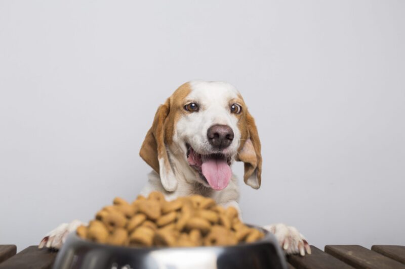 The Impact of Nutrition on Your Dog’s Long-Term Health