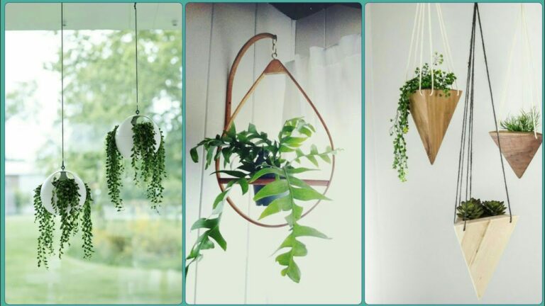 indoor hanging plants