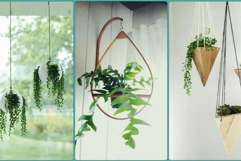 Why Should You Add Hanging Plants to Your Indoor Décor?