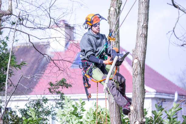 tree surgeon chesterfield