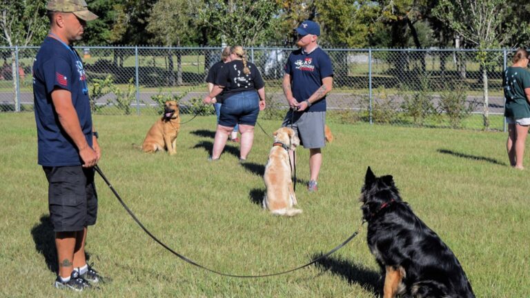 Dog Training Academy in Chicago