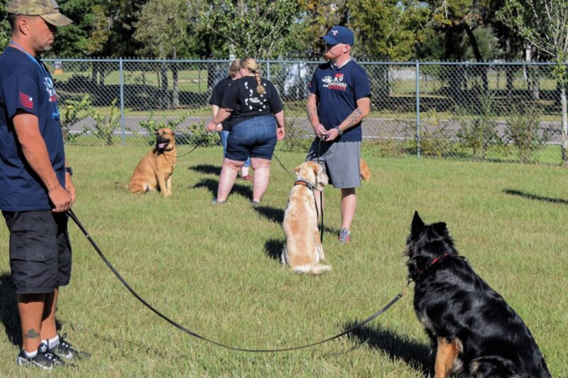 How Does the Training Environment at a Dog Training Academy in Chicago Affect Results?