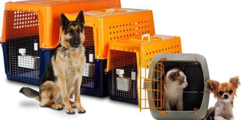 Pet Relocation Services: Ensuring a Safe and Stress-Free Journey for Your Furry Friends