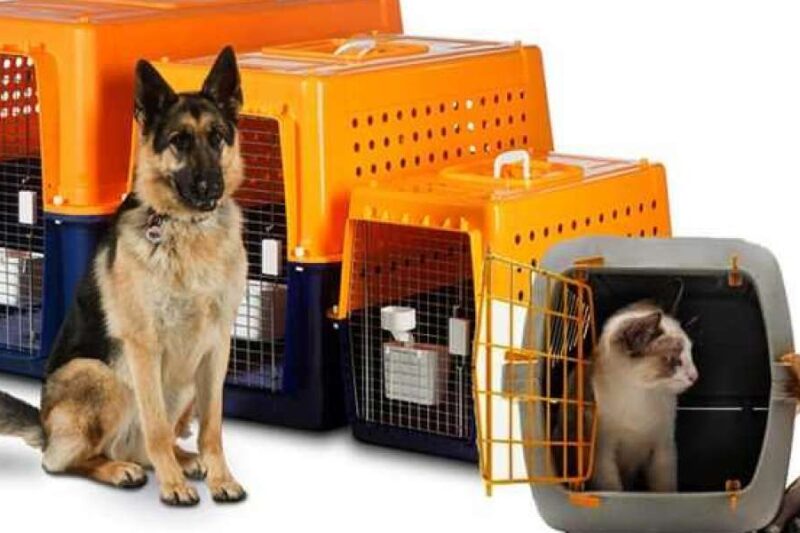 Pet Relocation Services: Ensuring a Safe and Stress-Free Journey for Your Furry Friends