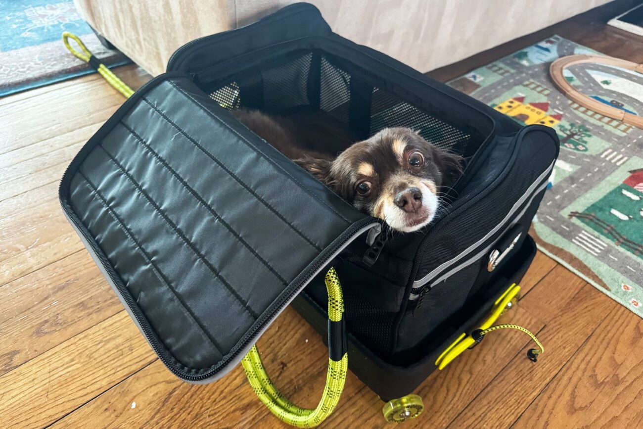 dog carrier