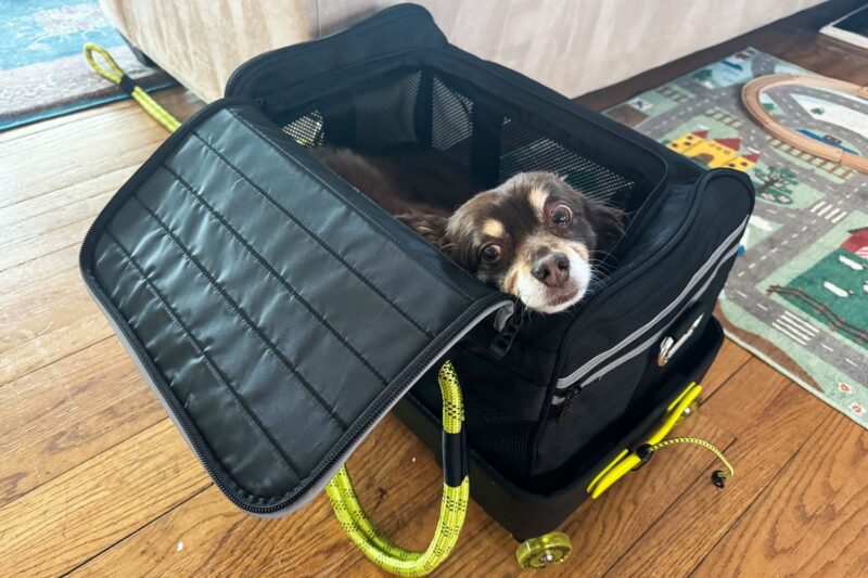 Comfort on the Go: The Perfect Travel Solution for Pet Owners