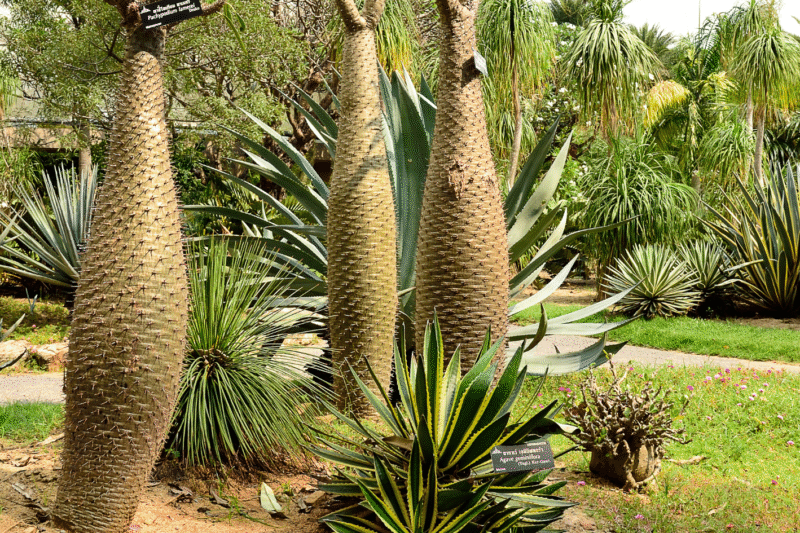 Pachypodium Lamerei Care Guide: How to Grow and Maintain Madagascar Palm