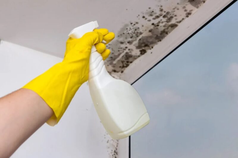 How to Remove Mold from Drywall and Prevent It from Coming Back