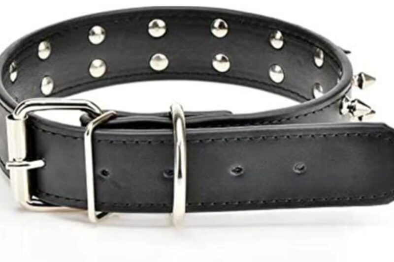 How Does a Rescue Dog Collar Help Dogs Feel Safer?