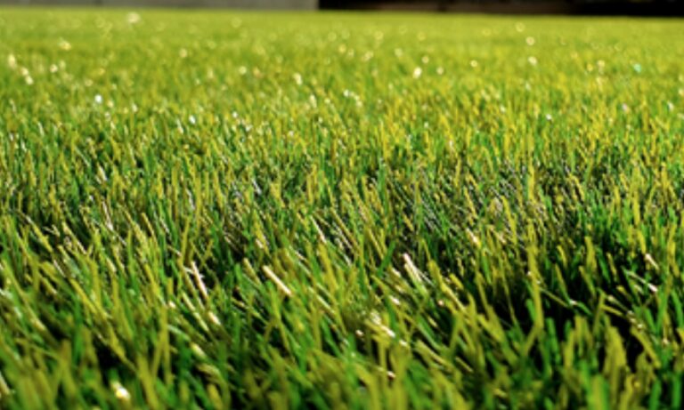 Top 5 Common Lawn Problems in Brisbane and How to Fix Them