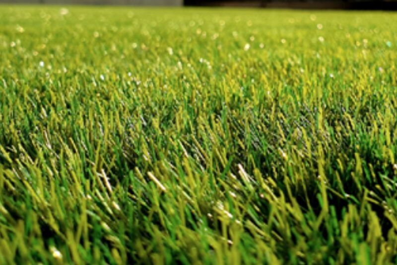 Top 5 Common Lawn Problems in Brisbane and How to Fix Them