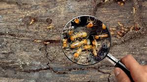 Why Smart Property Owners Are Combining Termite & Seawall Inspections in 2025