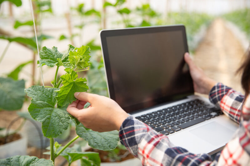 Avoiding Costly Mistakes When Selecting Software for Greenhouse Operations
