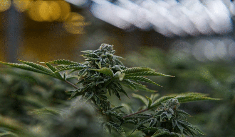  Best Weed Flower: Top 10 Selling Products in Alberta