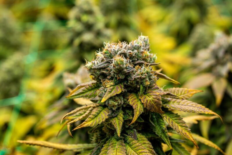 What Should You Actually Check Before Trusting Any Weed Delivery Near You?