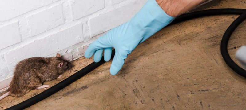 Why Reliable Rat Proofing Services Matter More Than You Think in 2025