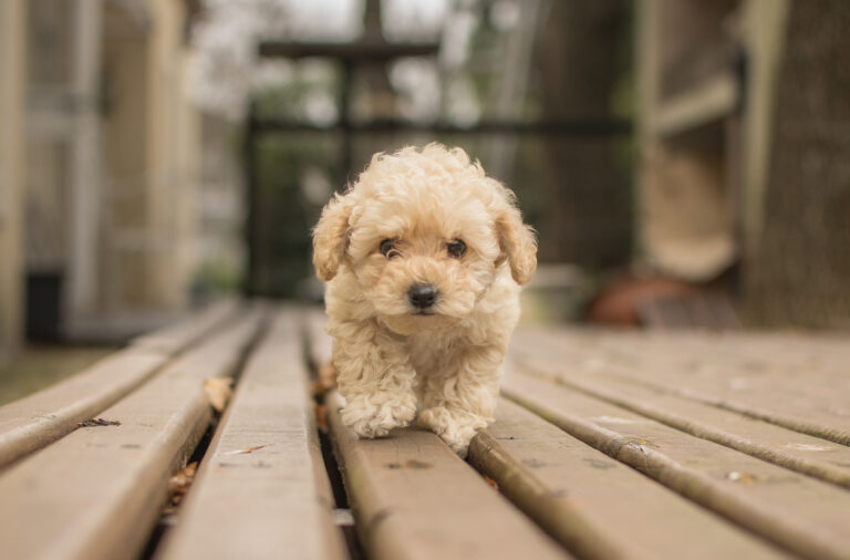 Maltipoo puppy in dubai