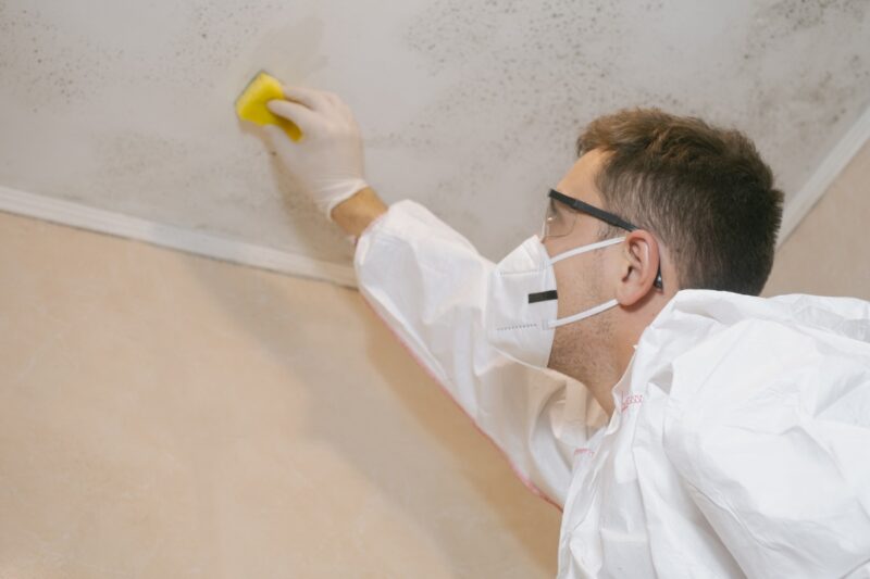 Why Ignoring Mold Removal in Los Angeles Can Be Costly