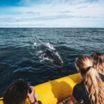Whale Watching in Maui