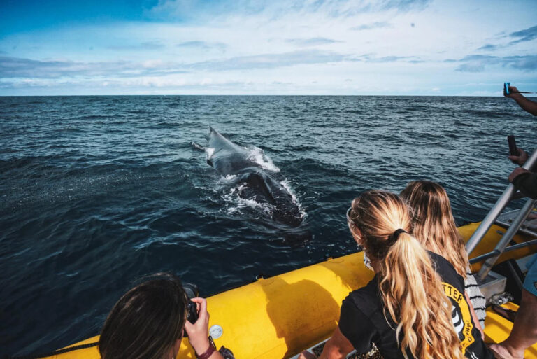 Whale Watching in Maui