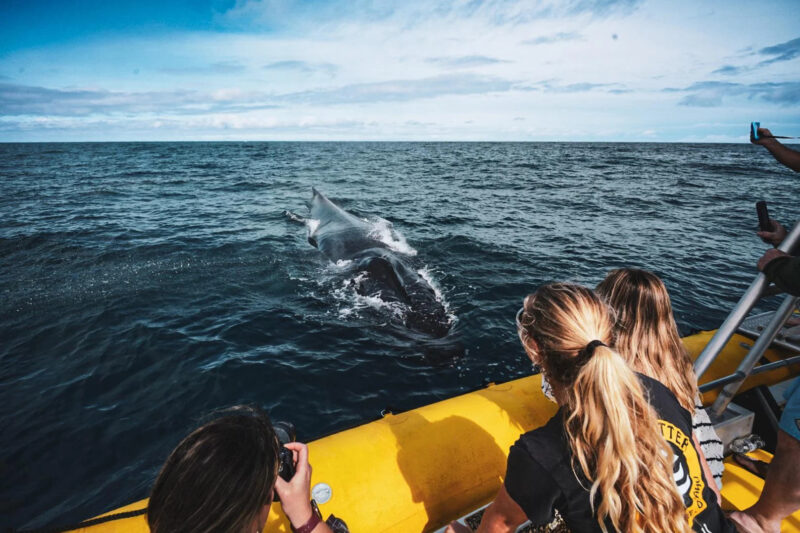 When Is the Best Time for Whale Watching in Maui in 2026?